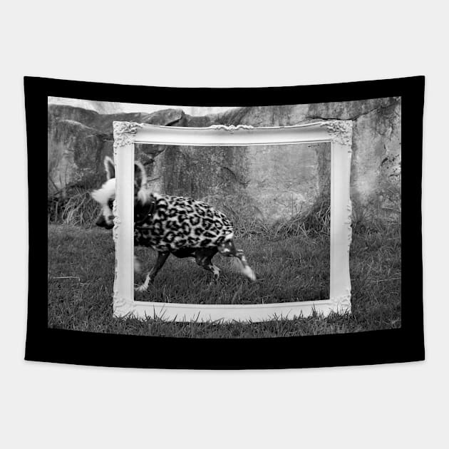 Chinese Crested dog camera shy Tapestry by Tom Tom + Co