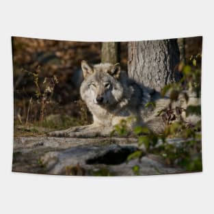 Timber Wolf Tapestry