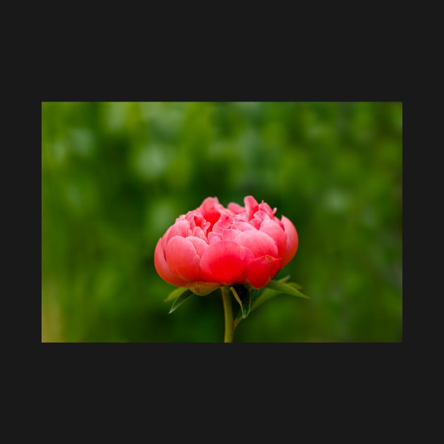 Peach peony flower by blossomcophoto