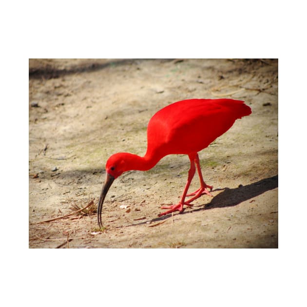 Scarlet Ibis by Cynthia48