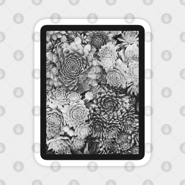 Succulent Plant Overhead Black and White Background Magnet by visualspectrum