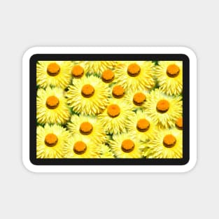 Flowers of Summer Magnet