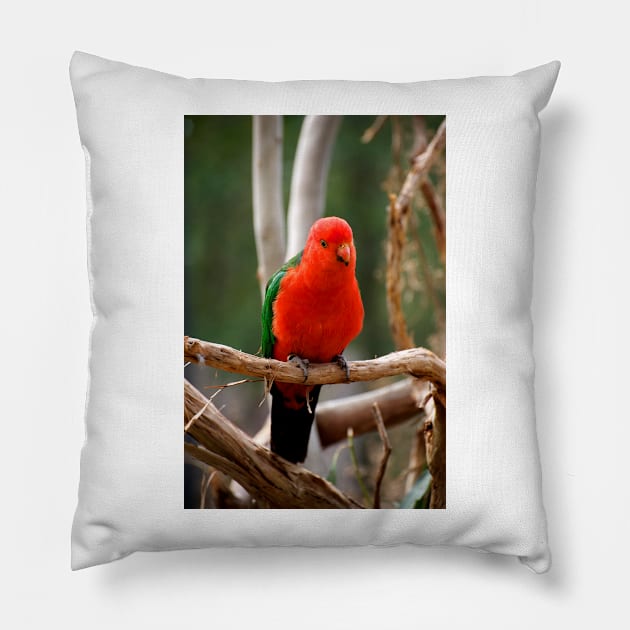 King Parrot Pillow by GP1746