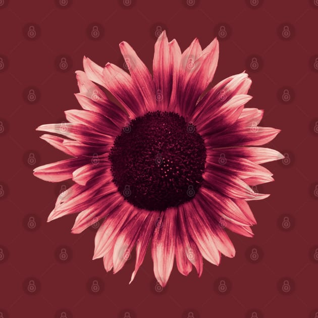 Pink Sunflower by Fellball