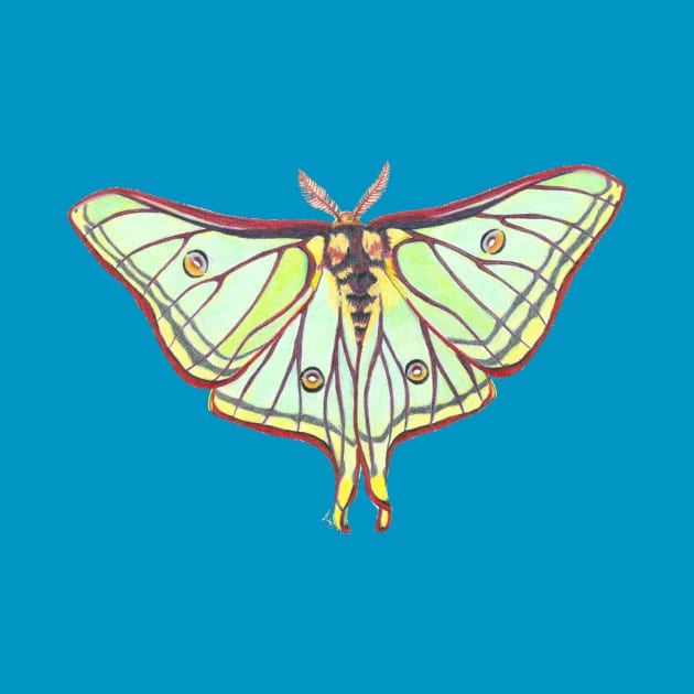 Luna Moth by Tinker and Bone Studio