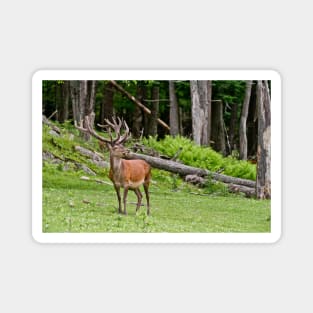 Red Deer Magnet