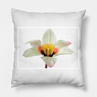 Tulipa tulip Pillow