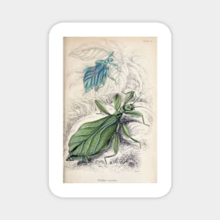 Jardine Naturalist's Library Entomology Plate 12 Magnet
