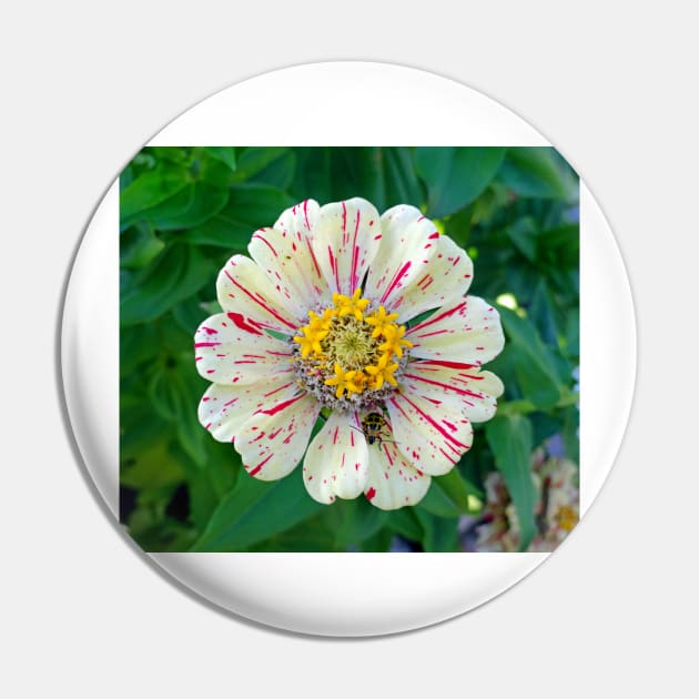 Zinnia Guest Pin by bobmeyers