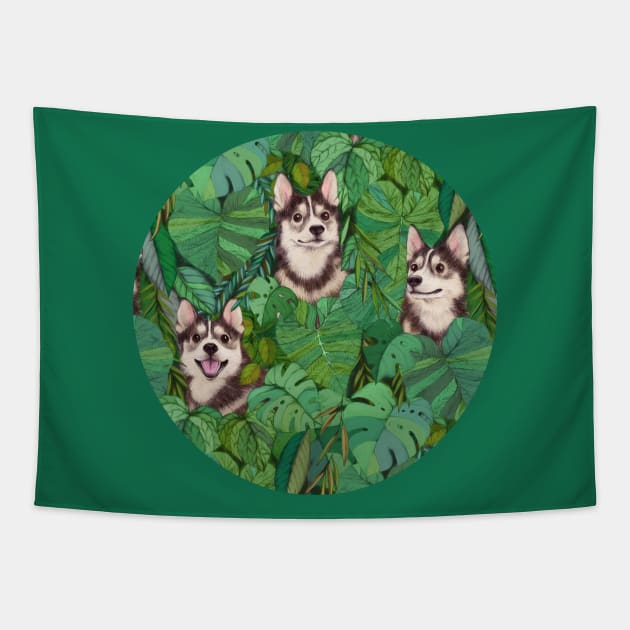 Lush pomsky puppies clearance