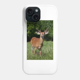 Velvety Buck - White-tailed deer Phone Case