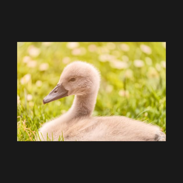 Cygnet by jvnimages