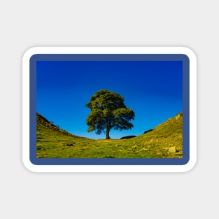 Sycamore Gap, in Memoriam Magnet