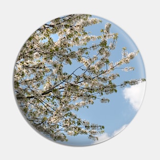 A tree flowering with White Cherry blossom with Blue Sky Pin