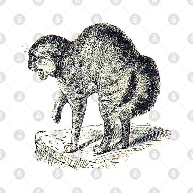 Creepy cat preparing to attack. Vintage drawing. by Marccelus