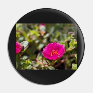 Pink Moss Rose 2 Pin