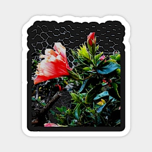 Hibiscus Magnet