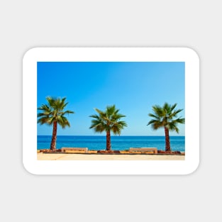 Palm trees Torrox Costa Del Sol Andalusia Costa Spain Magnet