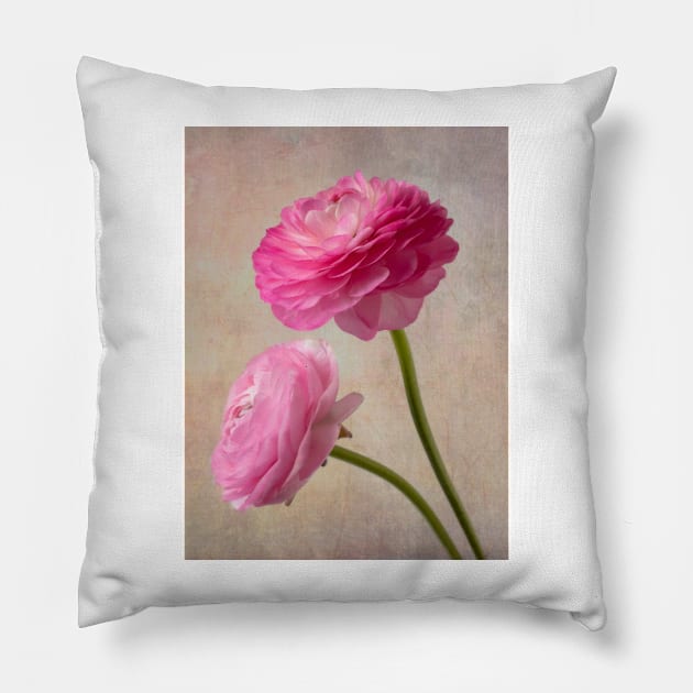 Two Wonderful Pink Textured Ranunculus Pillow by photogarry