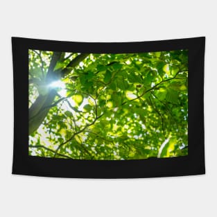 Sunlight through the leaves Tapestry