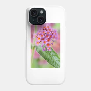 Buddleja x weyeriana  &#39;Bicolor&#39;  Butterfly bush  syn.  Buddleja &#39;Flower Power&#39; Phone Case