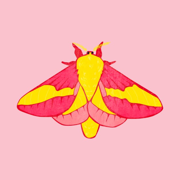 Rosy Maple Moth by emilywayland