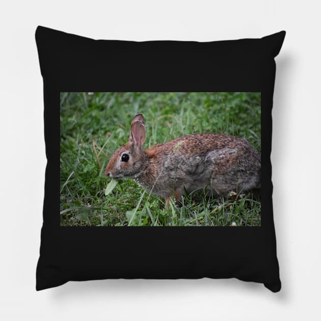 Eastern Cottontail eating Pillow by ToniaDelozier