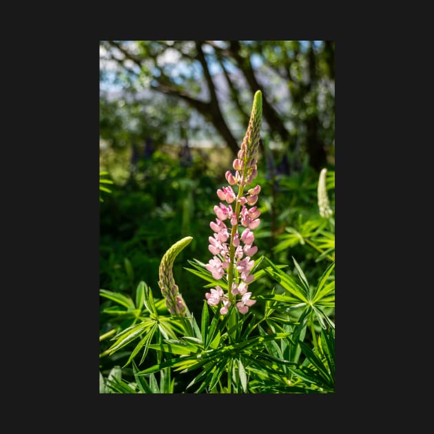 Pink Lupin Flower. by sma1050