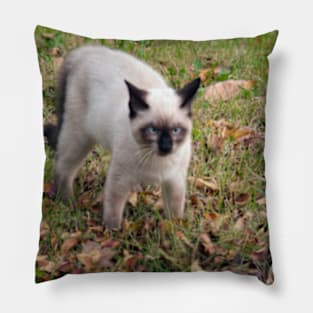 Siamese cat Pillow