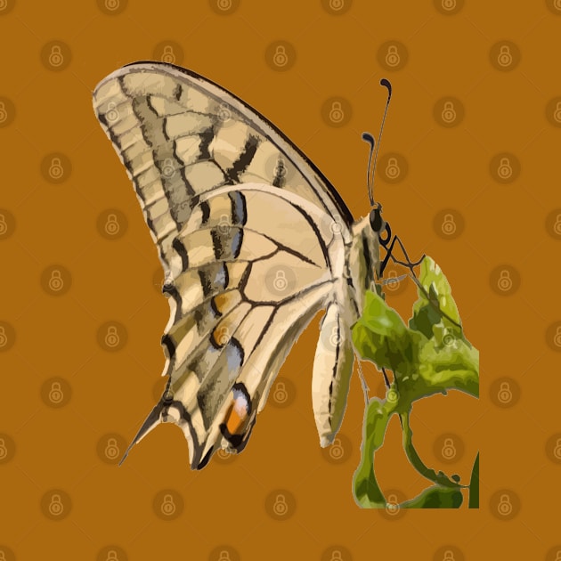 Swallowtail Butterfly Vector Isolated by taiche