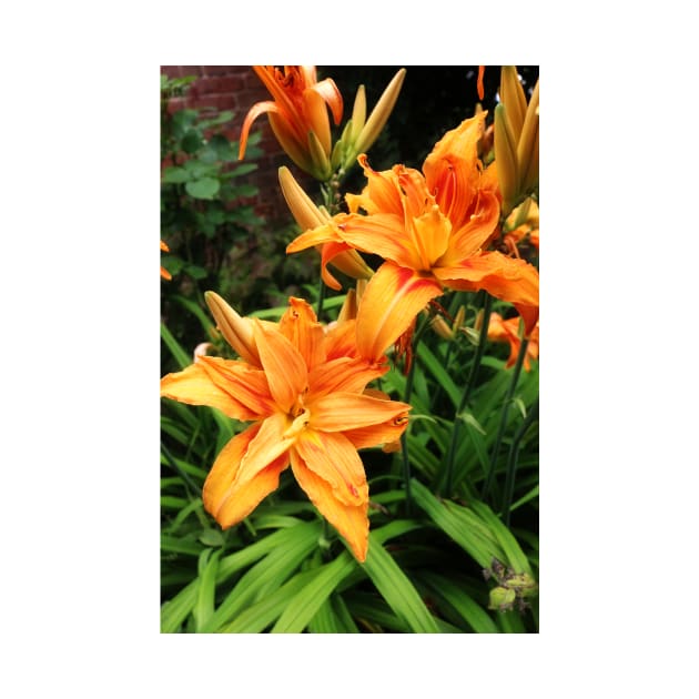 Orange daylily by pinkal