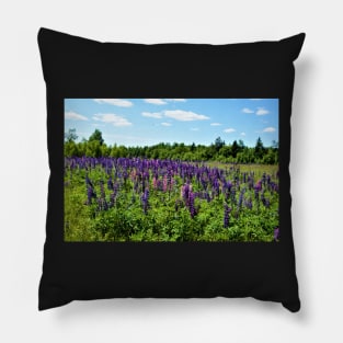 Wild Lupins of P.E.I. Pillow