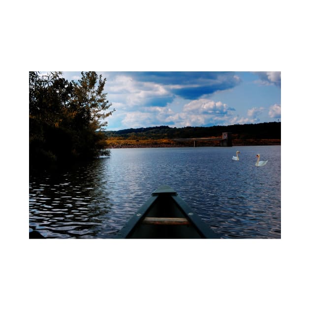 Swans On The Lake by JimDeFazioPhotography