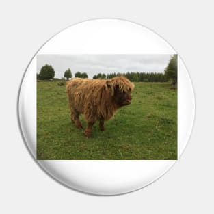 Scottish Highland Cattle Calf 1545 Pin