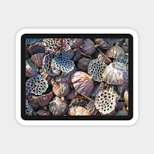 Dried Seed Pods Magnet