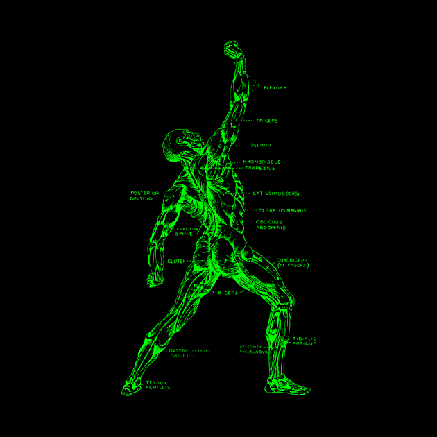 Muscular System by GloopTrekker