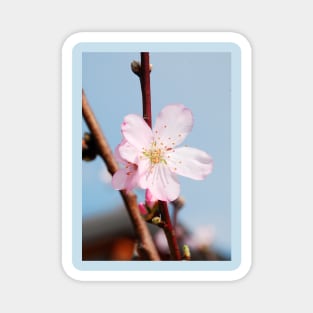 Almond Blossom Magnet