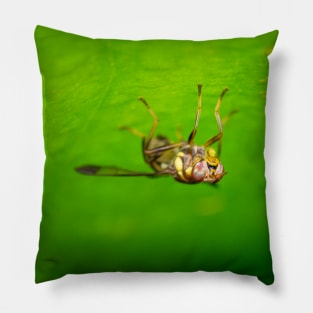 A melon fly (Bactrocera cucurbitae) Pillow