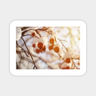 Winter berries covered with snow on a tree Magnet