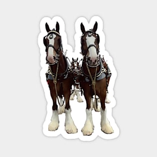 Clydesdales Magnet