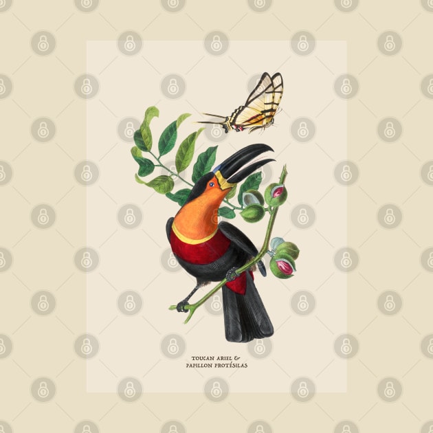 Toucan and Butterfly Antique Naturalist Illustration by Antiquated Art