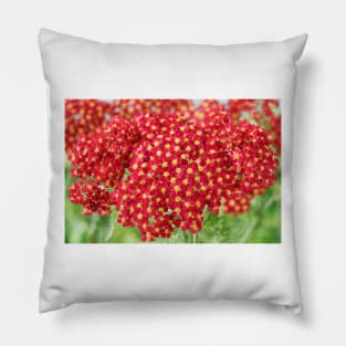 Achillea &#39;Fanal&#39; Yarrow Syn. Achillea &#39;The Beacon&#39; Pillow