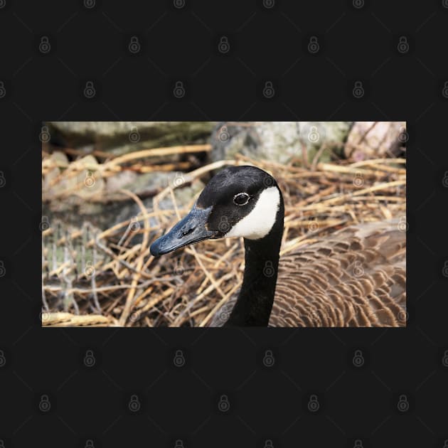 Canada Goose Resting On Her Nest by BackyardBirder