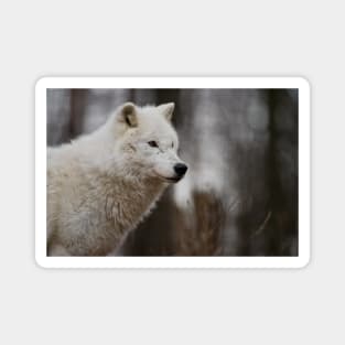 Arctic Wolf Magnet