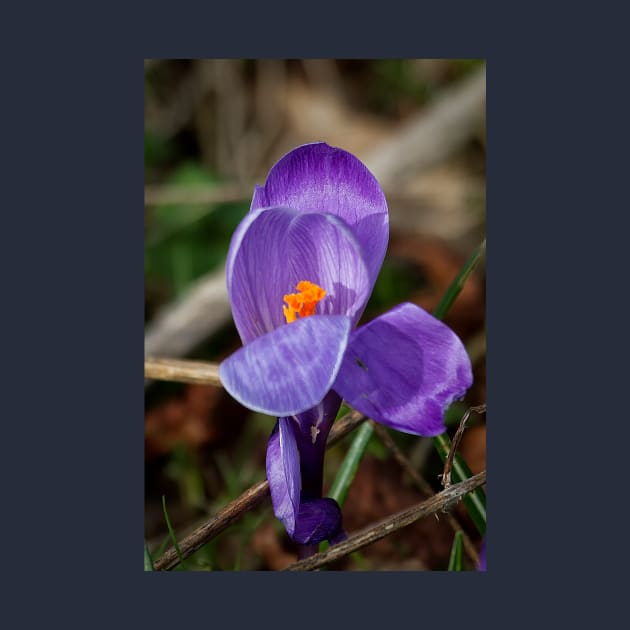 Wild crocus by Violaman