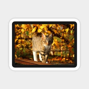 Cat in the Dry Leaves Magnet