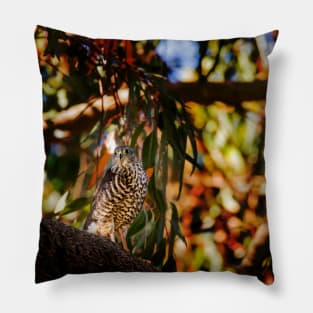 Brown Goshawk_VOA8383 Pillow