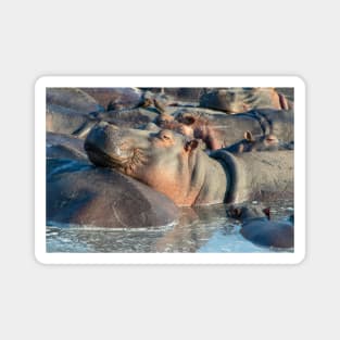 Hippo at Rest in Water with Friends Magnet