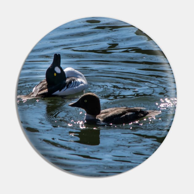 Goldeneye male showing off to the female. Pin by CanadianWild418