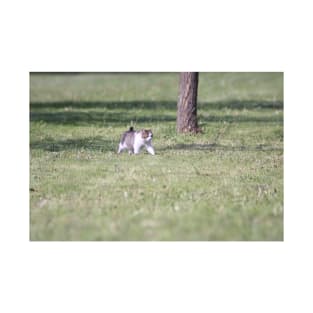 Puffy Cat Walking on Green Grass in the summer sun T-Shirt